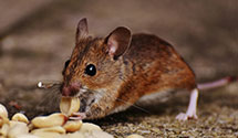 24 Hour & Emergency Exterminators in Canfield, OH